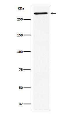 Anti-EDD Rabbit Monoclonal Antibody Boster Bio