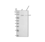 Anti-VAV3 Rabbit Monoclonal Antibody Boster Bio