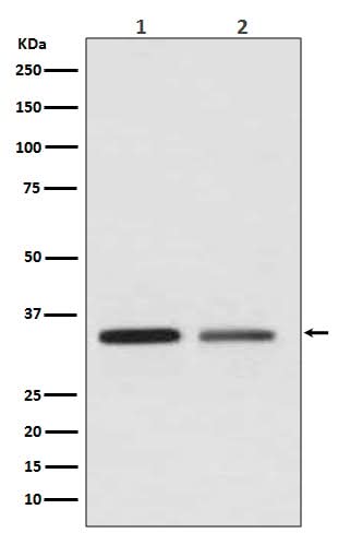 Anti-WNT2 Rabbit Monoclonal Antibody Boster Bio