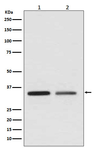 Anti-WNT2 Rabbit Monoclonal Antibody Boster Bio