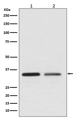 Anti-WNT2 Rabbit Monoclonal Antibody Boster Bio