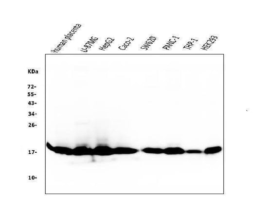 Anti-Cyclophilin B PPIB Antibody Picoband® (monoclonal, 11C11 Boster Bio