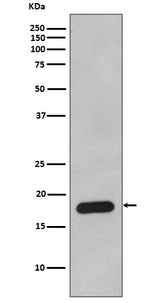Anti-Cyclophilin B PPIB Rabbit Monoclonal Antibody Boster Bio