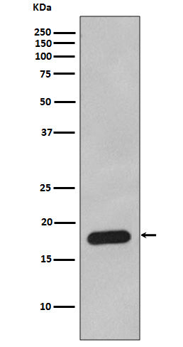 Anti-Cyclophilin B PPIB Rabbit Monoclonal Antibody Boster Bio