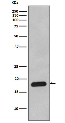 Anti-Cyclophilin B PPIB Rabbit Monoclonal Antibody Boster Bio