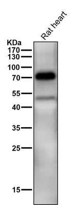 Anti-TRIM25 Monoclonal Antibody Boster Bio