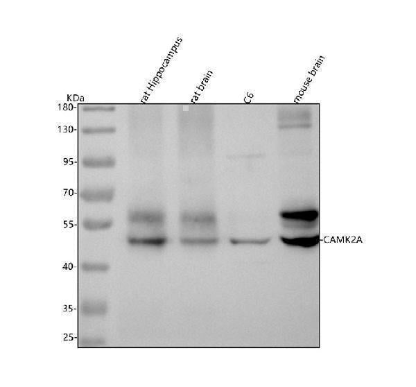 Anti-CaMKII alpha CAMK2A Rabbit Monoclonal Antibody Boster Bio