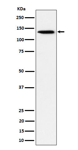 Anti-TRIM24 Rabbit Monoclonal Antibody Boster Bio