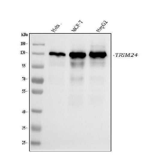 Anti-TRIM24 Antibody Picoband® (monoclonal, 4G6C2 Boster Bio