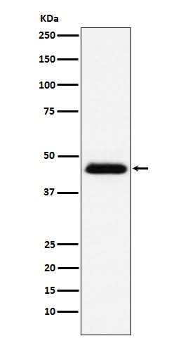 Anti-CD48 Monoclonal Antibody Boster Bio