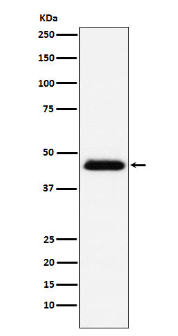Anti-CD48 Monoclonal Antibody Boster Bio