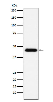 Anti-CD48 Monoclonal Antibody Boster Bio