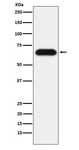 Anti-Nucleostemin Rabbit Monoclonal Antibody Boster Bio