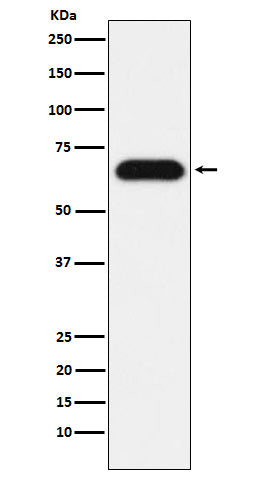 Anti-Nucleostemin Rabbit Monoclonal Antibody Boster Bio