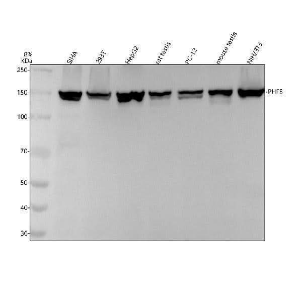 Anti-PHF8 Monoclonal Antibody Boster Bio