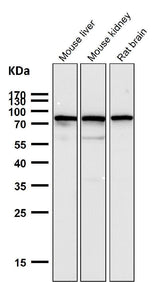 Anti-SUN2 Rabbit Monoclonal Antibody Boster Bio