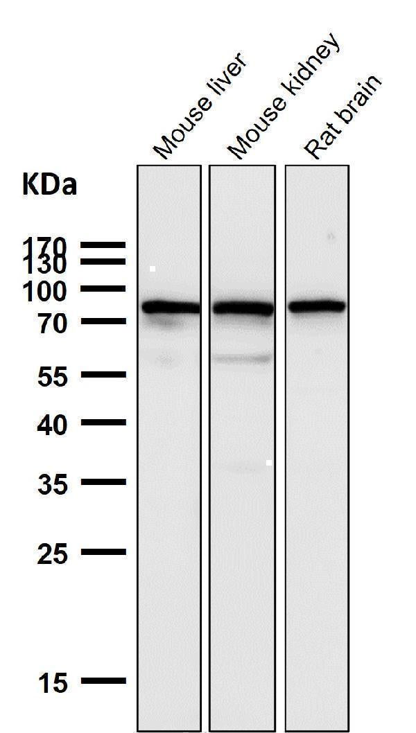 Anti-SUN2 Rabbit Monoclonal Antibody Boster Bio