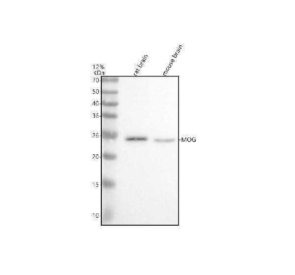 Anti-Myelin oligodendrocyte glycoprotein Monoclonal Antibody Boster Bio