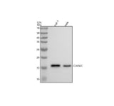 Anti-CDKN2C Rabbit Monoclonal Antibody Boster Bio