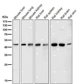 Anti-LXR alpha NR1H3 Rabbit Monoclonal Antibody Boster Bio