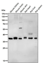 Anti-PAX9 Rabbit Monoclonal Antibody Boster Bio