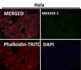 Anti-PODXL Monoclonal Antibody Boster Bio