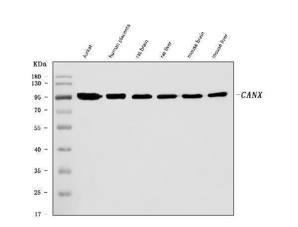 Anti-Calnexin/CANX Antibody Picoband® (monoclonal, 8D10B3 Boster Bio