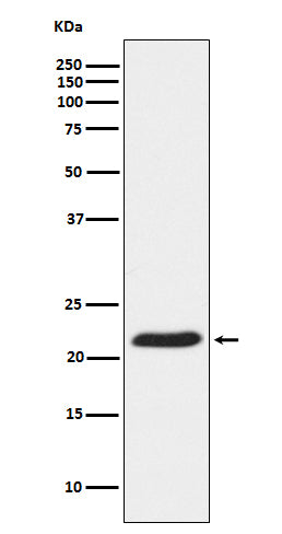 Anti-TCTP Rabbit Monoclonal Antibody Boster Bio