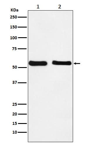 Anti-KLF10 Rabbit Monoclonal Antibody Boster Bio