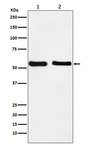 Anti-KLF10 Rabbit Monoclonal Antibody Boster Bio