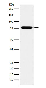 Anti-KIF3A Monoclonal Antibody Boster Bio