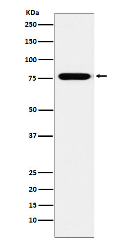 Anti-KIF3A Monoclonal Antibody Boster Bio