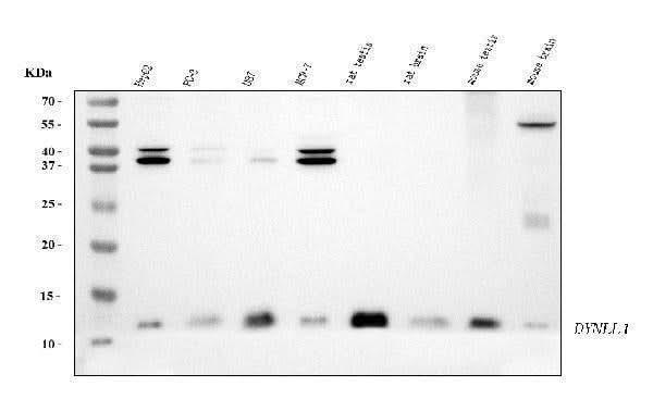 Anti-DYNLL1/PIN Antibody Picoband® (monoclonal, 6G2H1 Boster Bio