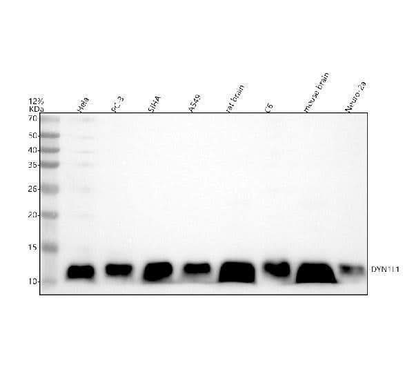 Anti-DYNLL1/Pin Rabbit Monoclonal Antibody Boster Bio