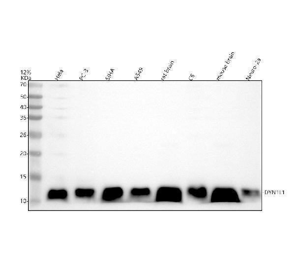 Anti-DYNLL1/Pin Rabbit Monoclonal Antibody Boster Bio