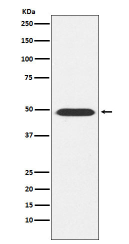 Anti-ATP1B1 Rabbit Monoclonal Antibody Boster Bio