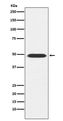 Anti-ATP1B1 Rabbit Monoclonal Antibody Boster Bio