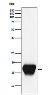 Anti-CD52 Monoclonal Antibody Boster Bio