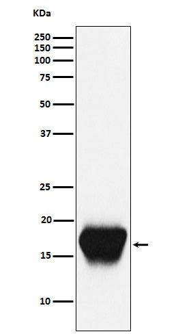 Anti-CD52 Monoclonal Antibody Boster Bio