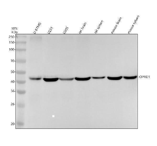 Anti-OPRD1/Delta Opioid Receptor Rabbit Monoclonal Antibody Boster Bio