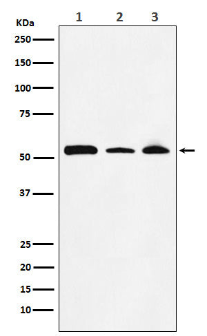 Anti-NONO / p54nrb Rabbit Monoclonal Antibody Boster Bio