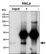 Anti-NFYA Rabbit Monoclonal Antibody Boster Bio