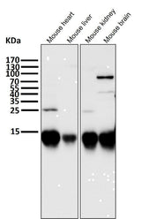 Anti-Cytochrome C CYCS Rabbit Monoclonal Antibody Boster Bio