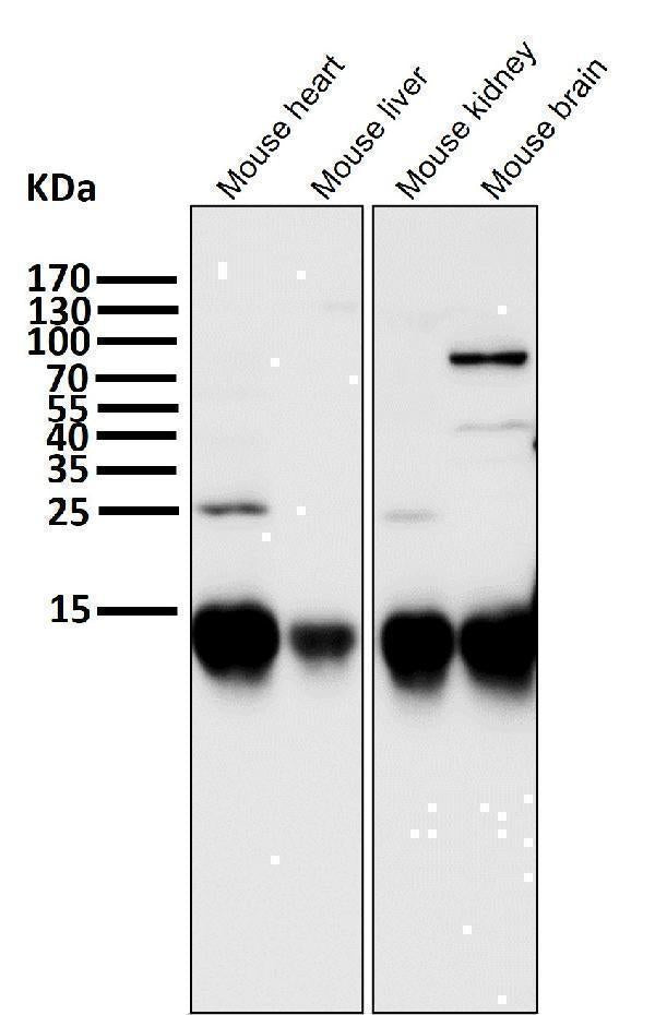 Anti-Cytochrome C CYCS Rabbit Monoclonal Antibody Boster Bio