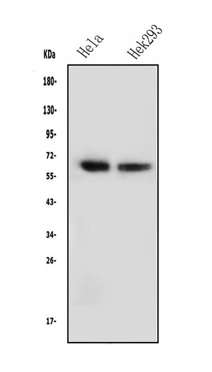 Anti-NFIA Antibody Picoband® (monoclonal, 16H11 Boster Bio