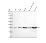Anti-GNB2 Rabbit Monoclonal Antibody Boster Bio
