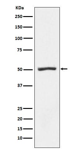 Anti-PSMD4 Rabbit Monoclonal Antibody Boster Bio