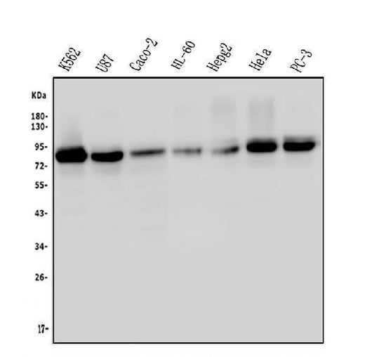 Anti-MED15 Antibody Picoband® (monoclonal, 6F4 Boster Bio