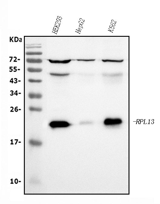 Anti-RPL13A Antibody Picoband® (monoclonal, 4C9 Boster Bio