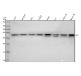 Anti-Aly Rabbit Monoclonal Antibody Boster Bio